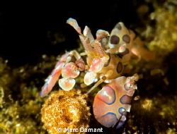 This Harlequin Shrimp posed regally for a couple minutes ... by Marc Damant 